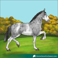 Horse Color:White Spotted Blue Roan Splash Frame Appaloosa 