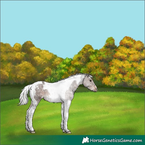 Horse Color:White Spotted Silver Brown Ice Tobiano 