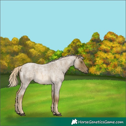 Horse Color:Chocolate Palomino Roan Mushroom 