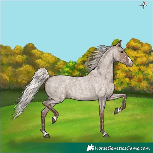 Horse Color:Silver Grullo Roan Appaloosa