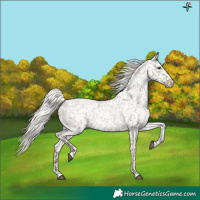 Horse Color:Silver Grullo Roan Appaloosa 