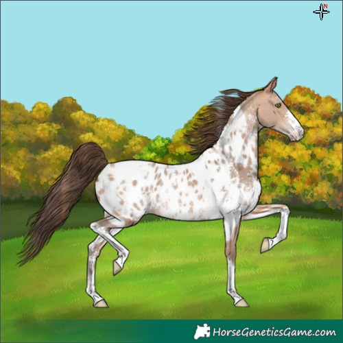 Horse Color:Amber Champagne Sabino Tobiano Appaloosa and Amber Champagne Sabino Tobiano Appaloosa