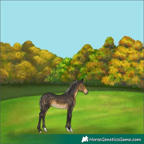 Horse Color:Silver Buckskin 