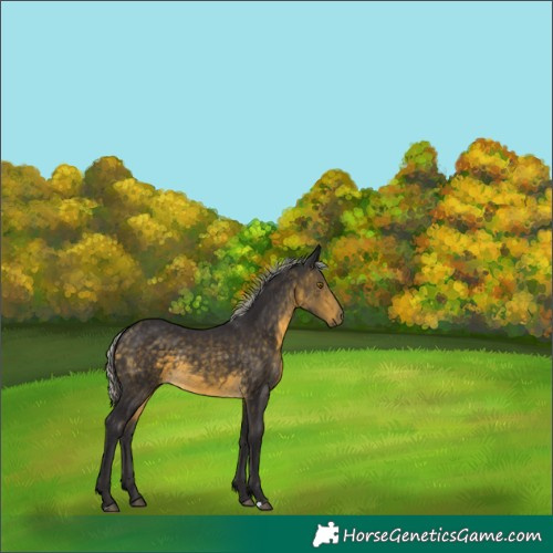 Horse Color:Silver Buckskin 