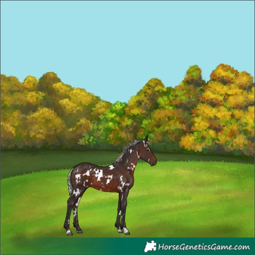 Horse Color:White Spotted Silver Brown