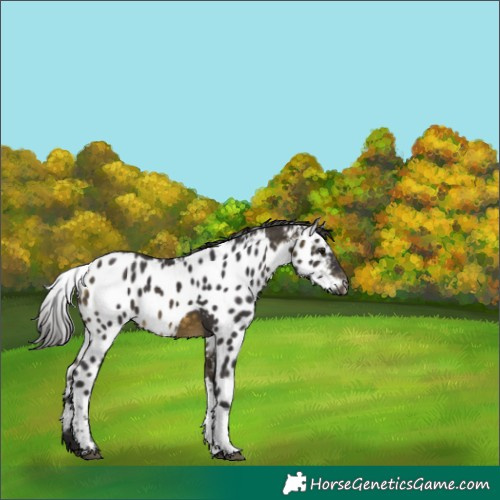 Horse Color:Buckskin Tobiano Skewed Appaloosa 