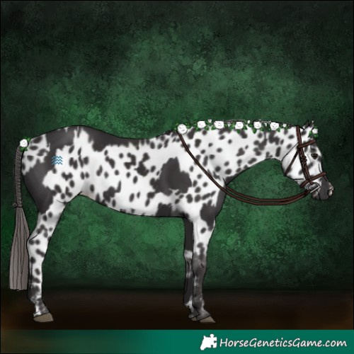 Horse Color:Smoky Black  and Smoky Black Appaloosa 