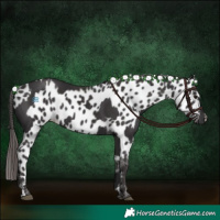 Horse Color:Smoky Black  and Smoky Black Appaloosa 