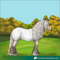 Horse Color:Silver Smoky Grullo Appaloosa 