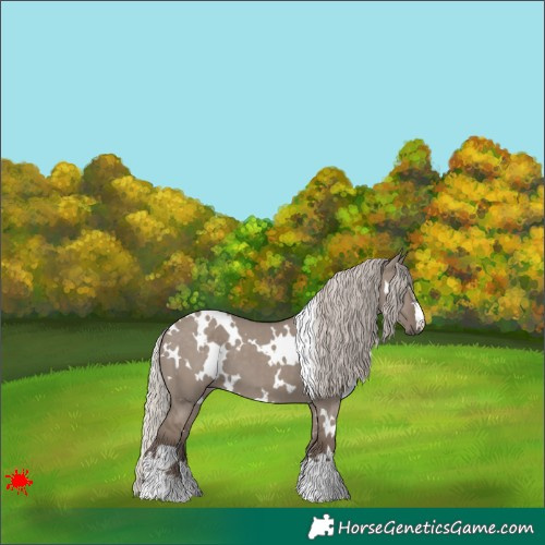 Horse Color:White Spotted Silver Grullo 