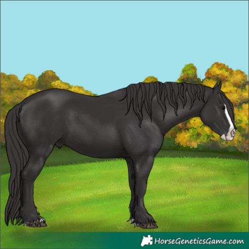 Horse Color:Smoky Black  and Smoky Black Splash 