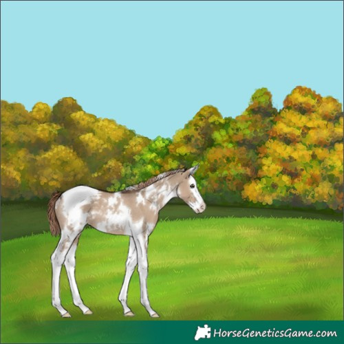 Horse Color:White Spotted Liver Red Dun Splash Tobiano Varnish Rabicano 