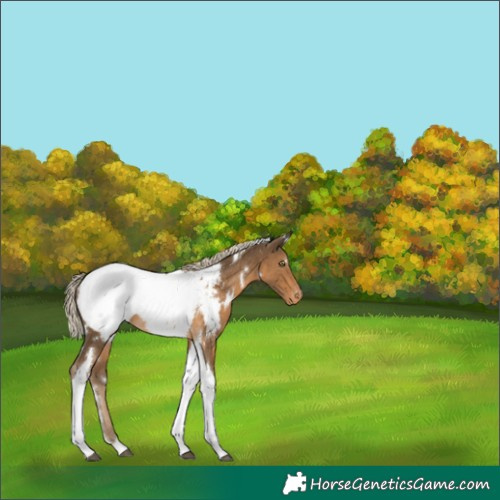 Horse Color:White Spotted Chocolate Palomino Tobiano Appaloosa Rabicano 