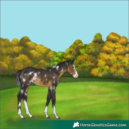 Horse Color:White Spotted Buckskin Splash Varnish Rabicano 