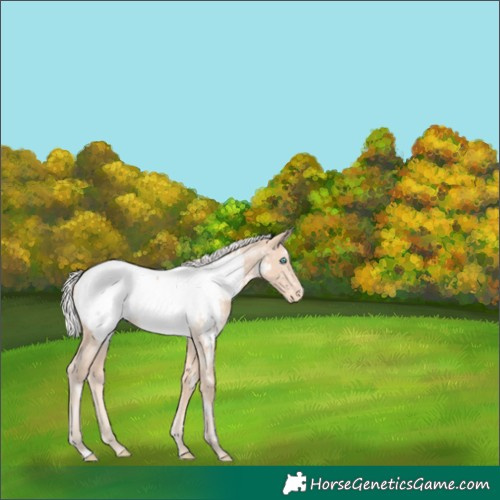Horse Color:White Spotted Silver Perlino Appaloosa Rabicano 