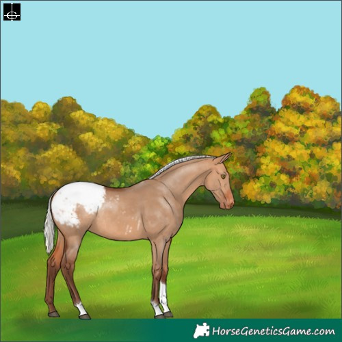 Horse Color:Silver Bay Dun Tobiano Snowcap Rabicano 
