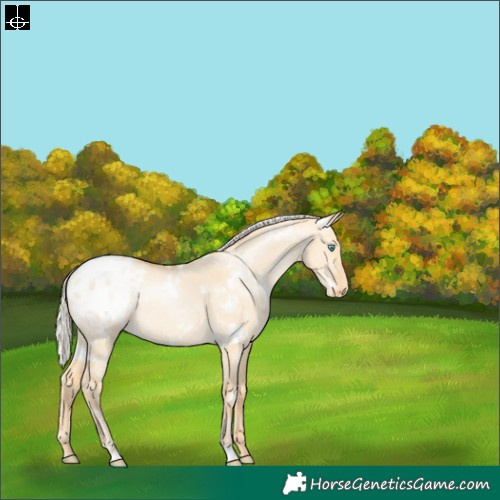 Horse Color:White Spotted Silver Buckskin Pearl Dun Blanket Rabicano 