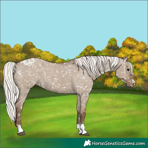 Horse Color:Silver Grullo Snowflake Varnish 