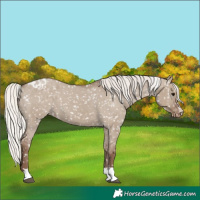 Horse Color:Silver Grullo Snowflake Varnish 