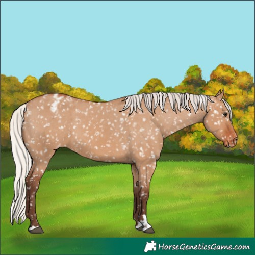 Horse Color:Silver Bay Dun Appaloosa 