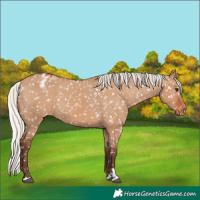 Horse Color:Silver Bay Dun Appaloosa