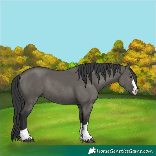 Horse Color:Grullo Rabicano 