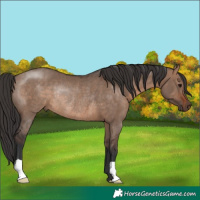 Horse Color:Brown Dun Rabicano 