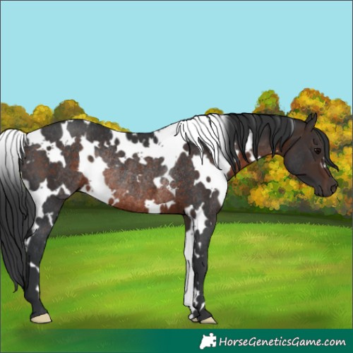 Horse Color:White Spotted Brown Rabicano 