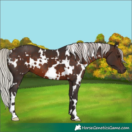 Horse Color:White Spotted Silver Brown 