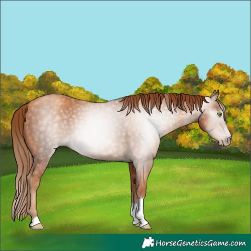 Horse Color:Gray Gold Champagne Tobiano 