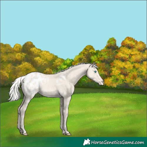 Horse Color:Silver Smoky Creme Dun Appaloosa 