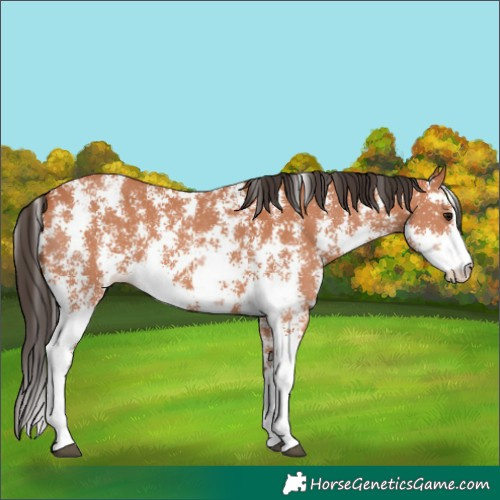 Horse Color:Bay Sabino 