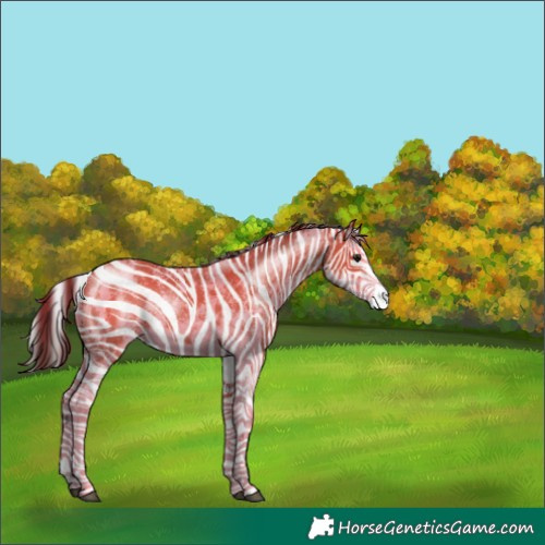 Horse Color:Bay Sabino