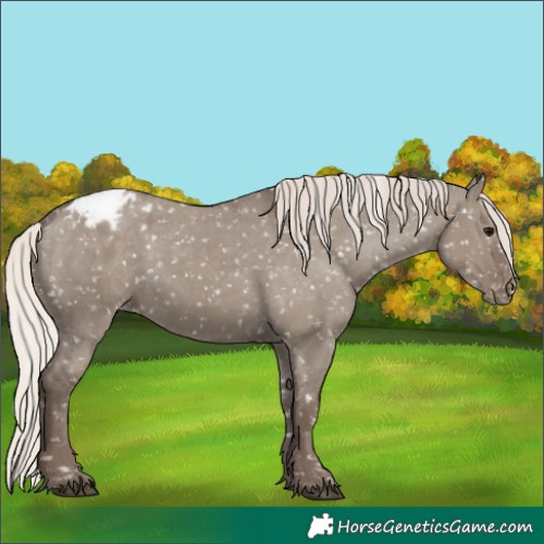 Horse Color:Silver Grullo Appaloosa 