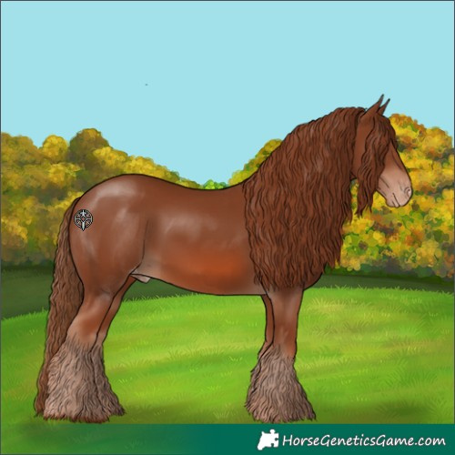 Horse Color:Chestnut Skewed Appaloosa 