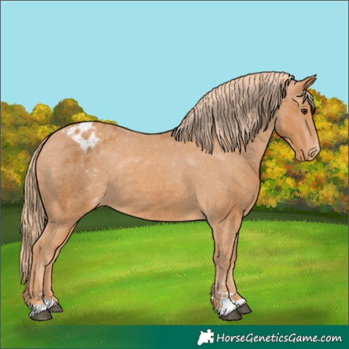 Horse Color:Chestnut Appaloosa Rabicano 