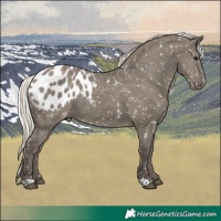 Horse Color:Silver Grullo Appaloosa 