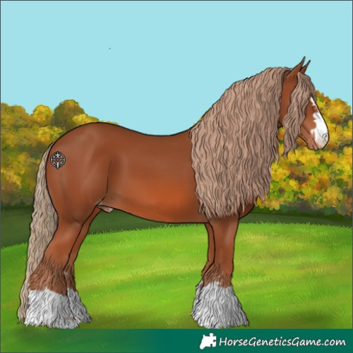 Horse Color:Chestnut Skewed Appaloosa 