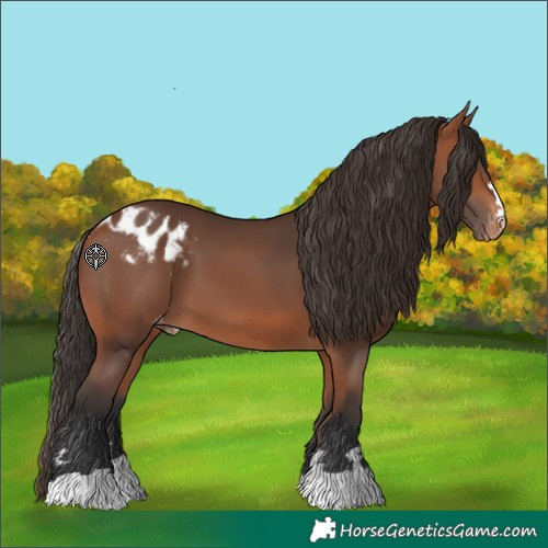 Horse Color:Bay Skewed Appaloosa 