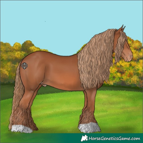 Horse Color:Chestnut Skewed Appaloosa 