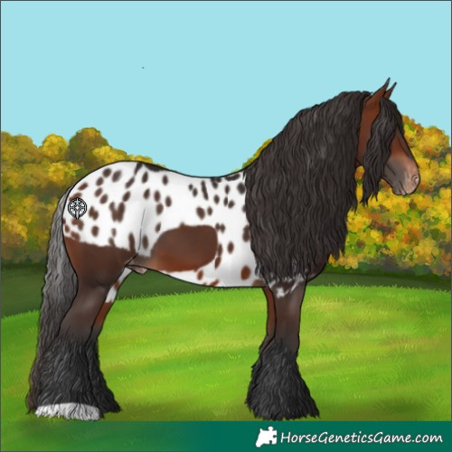 Horse Color:Bay Skewed Appaloosa 
