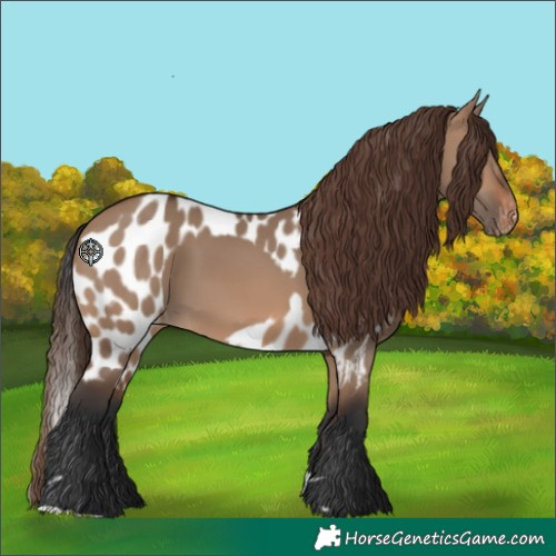 Horse Color:Brown Dun Skewed Appaloosa 