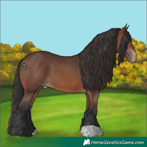Horse Color:Brown Skewed Appaloosa 