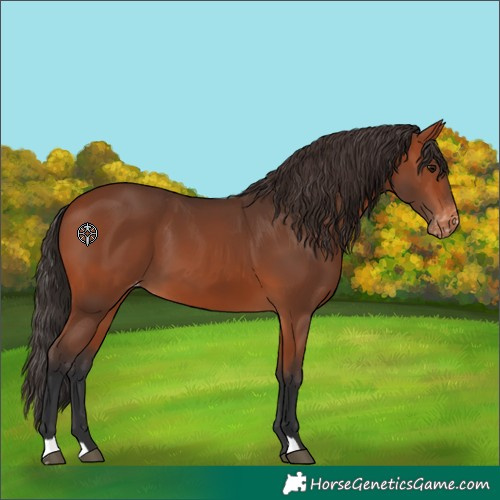Horse Color:Bay Skewed Appaloosa 