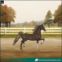 Horse Color:Liver Chestnut Tobiano Frame Rabicano