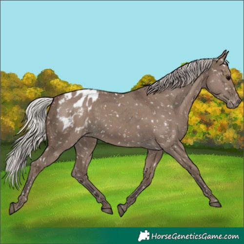 Horse Color:Silver Grullo Appaloosa 