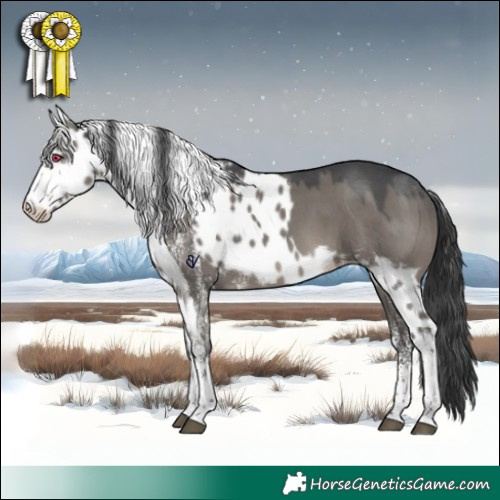 Horse Color:White Spotted Grullo Skewed Appaloosa 