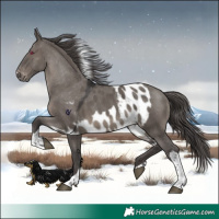 Horse Color:Smoky Grullo Tobiano Skewed Appaloosa 