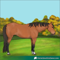 Horse Color:Bay 