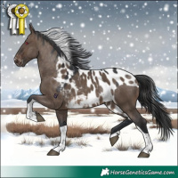 Horse Color:Brown Dun Tobiano Skewed Appaloosa